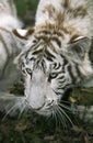 WHITE TIGER panthera tigris, CUB WITH BRANCH IN ITS MOUTH Royalty Free Stock Photo