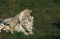 WHITE TIGER panthera tigris, CUB PLAYING ON BACK OF ITS MOTHER Royalty Free Stock Photo