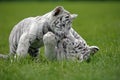 WHITE TIGER panthera tigris, CUB PLAYING ON GRASS Royalty Free Stock Photo
