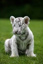 White Tiger, panthera tigris, Cub sitting on Grass Royalty Free Stock Photo