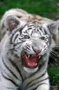 White Tiger, panthera tigris, Cub snarling Royalty Free Stock Photo