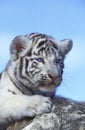 WHITE TIGER panthera tigris, CUB STANDING ON ROCK Royalty Free Stock Photo