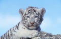 WHITE TIGER panthera tigris, CUB STANDING ON ROCK Royalty Free Stock Photo