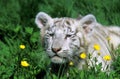 WHITE TIGER panthera tigris, CUB WITH YELLOW FLOWERS Royalty Free Stock Photo