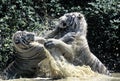 TIGRE BLANC panthera tigris Royalty Free Stock Photo