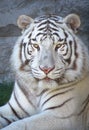 Bengal white tiger Panthera tigris watching you Royalty Free Stock Photo