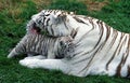 White Tiger, panthera tigris, Mother Licking Cub Royalty Free Stock Photo
