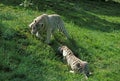 White Tiger, panthera tigris, Pair before Mating Royalty Free Stock Photo