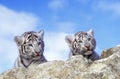 WHITE TIGER panthera tigris, PORTRAIT OF CUB Royalty Free Stock Photo