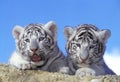 WHITE TIGER panthera tigris, PORTRAIT OF CUB Royalty Free Stock Photo