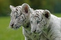 White Tiger, panthera tigris, Portrait of Cub Royalty Free Stock Photo