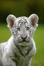 White Tiger, panthera tigris, Portrait of Cub Royalty Free Stock Photo