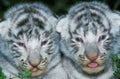 White Tiger, panthera tigris, Portrait of Cub Royalty Free Stock Photo