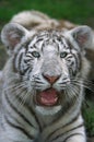 WHITE TIGER panthera tigris, PORTRAIT OF CUB Royalty Free Stock Photo