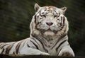 White tiger Panthera tigris tigris Royalty Free Stock Photo