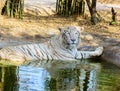 White Tiger Royalty Free Stock Photo