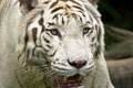 White tiger portrait Royalty Free Stock Photo