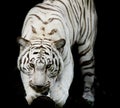 White Tiger, portrait of a bengal tiger. Royalty Free Stock Photo