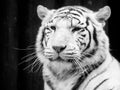 White tiger portrait. Black and white image Royalty Free Stock Photo