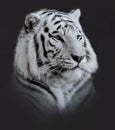 White Tiger Portrait