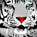 White Tiger Portrait Royalty Free Stock Photo