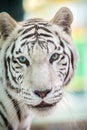White tiger portrait in nature Royalty Free Stock Photo