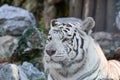 White tiger portrait, semi profile, wood and stone background