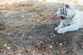 white tiger predator in the shade of trees