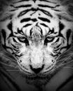 White tiger profile , animal isolated , wildlife hunter