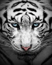 White tiger profile , animal isolated , wildlife hunter