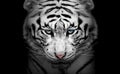 White tiger profile , animal isolated , wildlife hunter