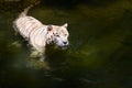 White tiger prowls in water Royalty Free Stock Photo