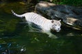 White tiger prowls in water Royalty Free Stock Photo