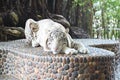 White tiger in relax.