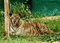 White Tiger relaxing on grass in jungle The white tiger or bleached tiger is a pigmentation variant of the Bengal tiger Royalty Free Stock Photo