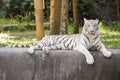 The white tiger resting Royalty Free Stock Photo