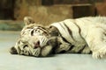 White Tiger Resting