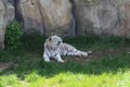 white tiger resting from the heat Royalty Free Stock Photo