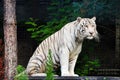 White tiger resting at the zoo Royalty Free Stock Photo