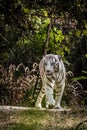 White tiger roaming around at its place at nehru zoo hyderabad india