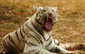 White tiger roaring Royalty Free Stock Photo