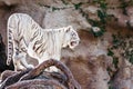 White tiger