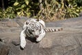 A white tiger Royalty Free Stock Photo