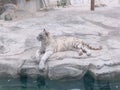 White tiger`s comfortable life