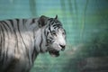 White Tiger in Semidarkness Royalty Free Stock Photo