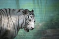 White Tiger in Semidarkness Royalty Free Stock Photo