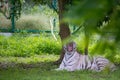 White Tiger showing its canines