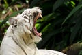 White tiger showing teeth Royalty Free Stock Photo