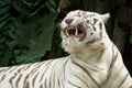 White tiger showing teeth