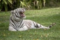 The white tiger shows his teeth